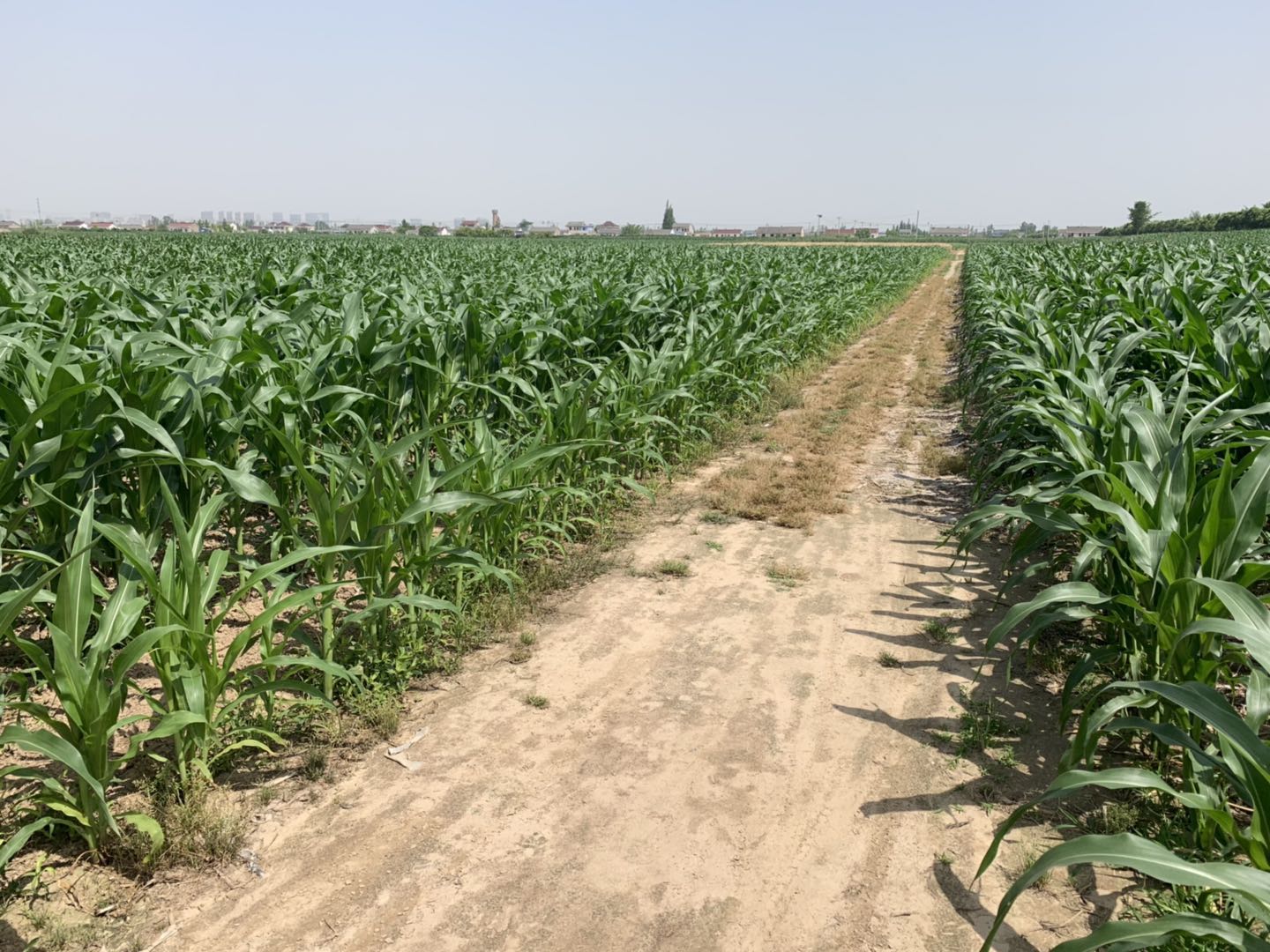 图1 预选大蒜种植基地一角